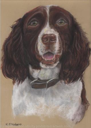 Springer Spaniel