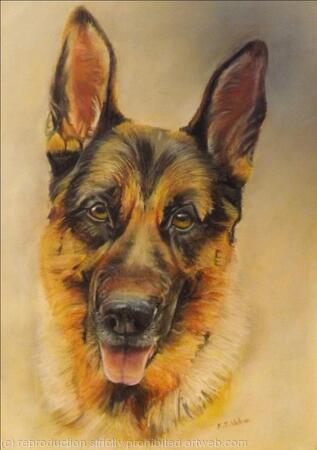 German Shepherd (Boris)