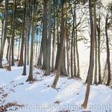 Winter Light In Torsonce Woods