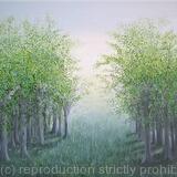 Summer Evening Light