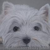 Westie Card