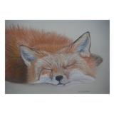 Sleepy Fox A4 print