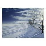 Winter Shadows A4 print