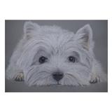 Westie A4 print