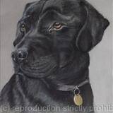 Black Labrador (Darcy)