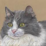 Grey and White Cat (Toby)