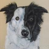 Border Collie (Jake)