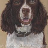 Springer Spaniel