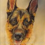 German Shepherd (Boris)