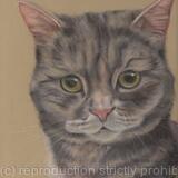 Grey Tabby Cat (Lola)