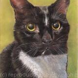 Black and White Cat (Socks)