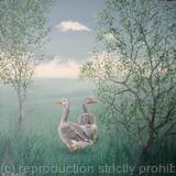 Taking A Gander Card