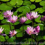 Water lilies