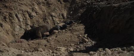 Our Dead Dogs (Three Farewells)