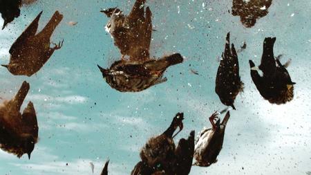 A Sign of Prosperity to the Dreamer