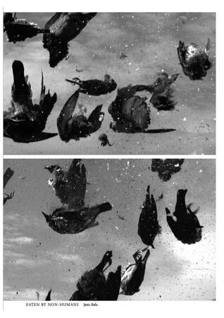 Eaten by Non-Humans,  Centraal Museum