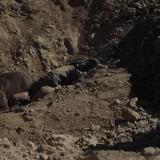 Our Dead Dogs (Three Farewells)