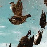 A Sign of Prosperity to the Dreamer