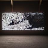 Our Dead Dogs (Three Farewells)