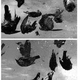 Eaten by Non-Humans,  Centraal Museum