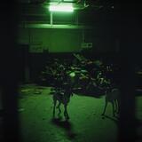 THE FEAR OF LEAVING THE ANIMAL FOREVER FORGOTTEN UNDER THE GROUND