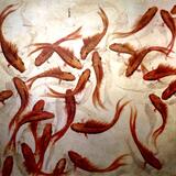 In the flow VII sold 