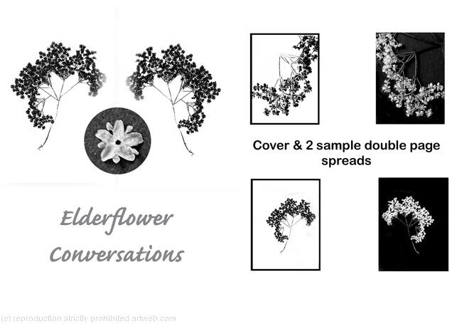 Elderflower Conversations 2