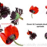 Poppy Conversations 2