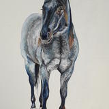 Blue Roan Horse