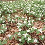 Trillium Blanket 