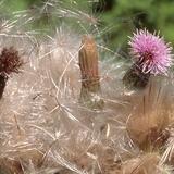 Thistle 