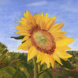 Memories of Provence