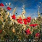 Peaceful Poppies