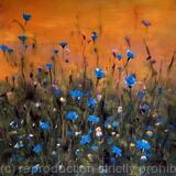 Cornflowers