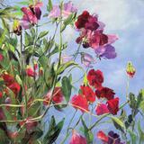 Sweet Peas