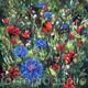 Cornflowers in a Poppy field