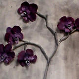 orchid - detail close up