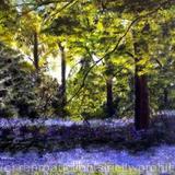 Bluebell Woods