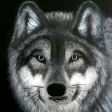 Gray Wolf