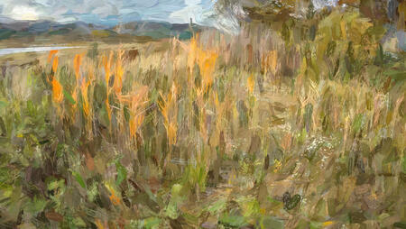 Letná lúka / Summer meadow