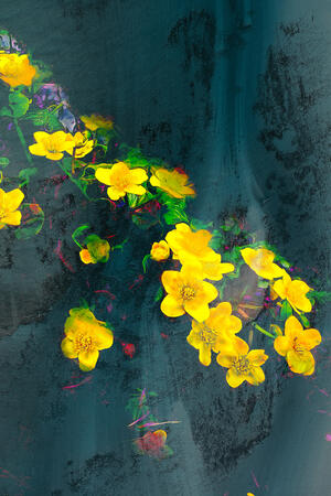 Yellowflowers II