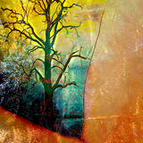 Príťažlivosť stromu