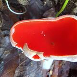 Scarlet Elfcup, Sarcoscypha 