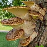 Dryad's saddle, Polyporus squamosus