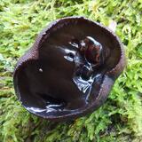 Poor man's liquorice, Bulgaria inquinans