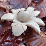 Earthstar, Geastraceae
