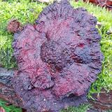 Blushing Bracket, Thin-walled Maze Polypore