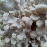 Home grown Oyster mushrooms 