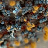 Metatrichia floriformis 