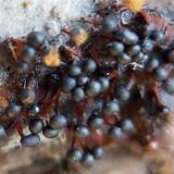 Metatrichia floriformis 